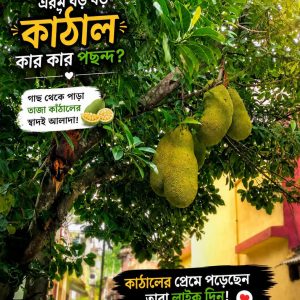৩ পিচ পিংক কাঠাল চারা