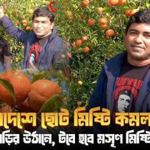 ৩ পিচ কমলা চারা