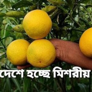 ৩ পিচ মিশরীয় হলুদ মাল্টা চারা